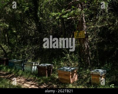 Beehives in a pine forest Stock Photo