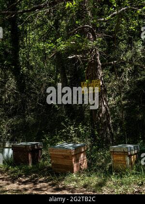 Beehives in a pine forest Stock Photo