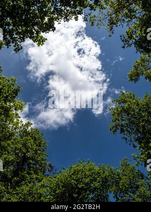 Trees and clouds in the countryside Stock Photo