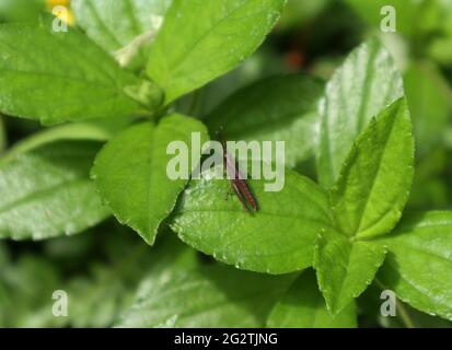 Overhead view of a brown grasshopper sitting on top of a green leaf with few grass in background Stock Photo