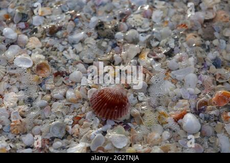 A multitude of seashells are washed onto the beach by the surf on Longboat Key in Florida. Stock Photo