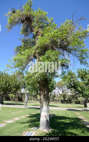 Cathedral City, California, USA 10th June 2021 A general view of atmosphere of Desert Memorial Park at 31-705 Da Vall Drive in Cathedral City, California, USA. Photo by Barry King/Alamy Stock Photo Stock Photo