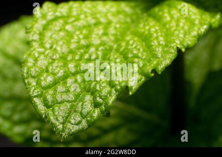 Peppermint Plants. Mentha x piperita is a hybrid of watermint (M. aquatica) and spearmint (M. spicata). It’s sometimes called black or candy mint. Stock Photo