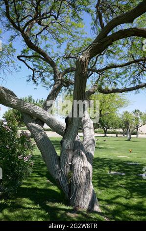 Cathedral City, California, USA 10th June 2021 A general view of atmosphere of Desert Memorial Park at 31-705 Da Vall Drive in Cathedral City, California, USA. Photo by Barry King/Alamy Stock Photo Stock Photo