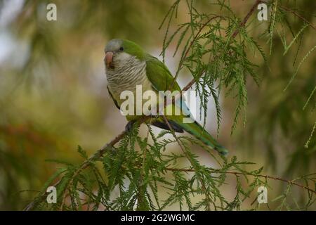 cute monk parakeet (myiopsitta monachus), or quaker parrot, perching in a tree in Buenos Aires city Stock Photo