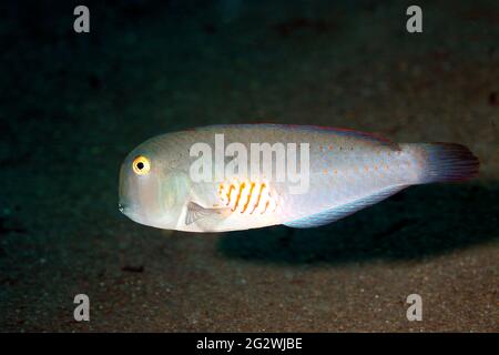 Fivefinger Razorfish, Iniistius pentadactylus.Tulamben, Bali, Indonesia. Bali Sea, Indian Ocean Stock Photo