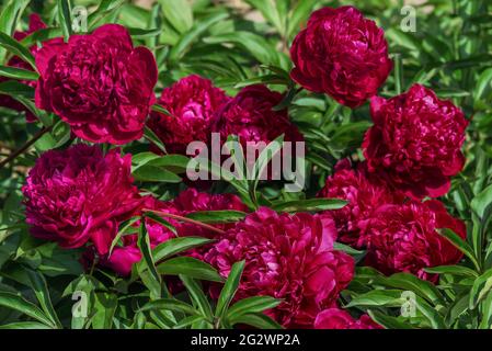 Red Peony Paeonia Lactiflora Cherry Hill Peonies Stock Photo Alamy