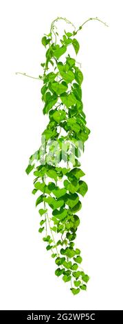 vine plants isolate on white background, Clipping path Stock Photo