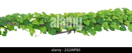 vine plants isolate on white background Stock Photo