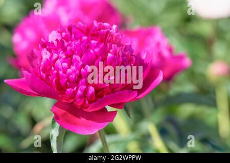 Herbaceous peonies kobzar. The bush is upright. The flower is densely rose-shaped. The color is dark pink. Stock Photo