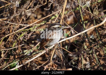 White-throated Sparrow (Zonotrichia albicollis) perched on a branch. Stock Photo