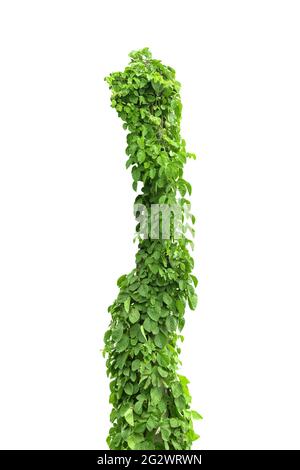 vine plants isolate on white background Stock Photo