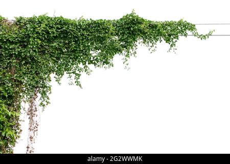 Plants ivy. Vines on poles on white background Stock Photo