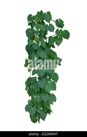 vine plants isolated on white background. clipping path Stock Photo