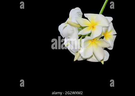 plumeria flower isolated on black background, Clipping path Stock Photo