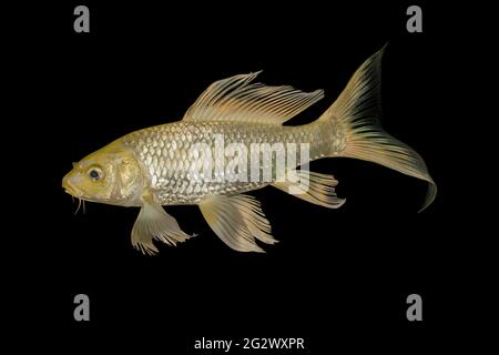 Gold koi fish isolated on Black background, Clipping path Stock Photo