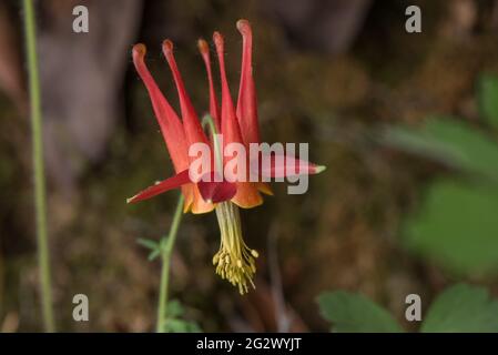 Aquilegia formosa, the crimson or western columbine, is an eyecatching wildflower of the west coast of North America. This plant is from California. Stock Photo