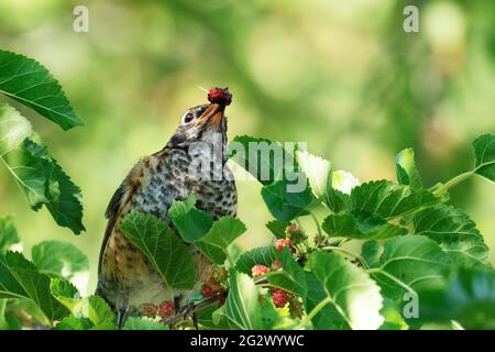 Juvenile American Robin, (Turdus migratorius) Stock Photo