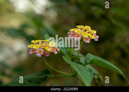 Common lantana flowering plant that is from Verbenaceae wild plant family and multiple color Stock Photo