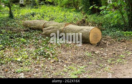 Tree trunk cut up into logs Stock Photo