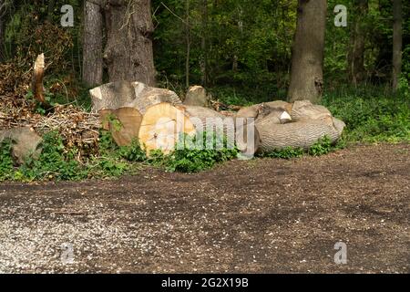 Tree trunk cut up into logs Stock Photo