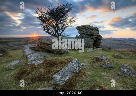 The photograph features the setting sun behind a lone hawthorn tree at Emsworthy Rocks, near Saddle Tor in the Dartmoor National Park in Devon. Stock Photo