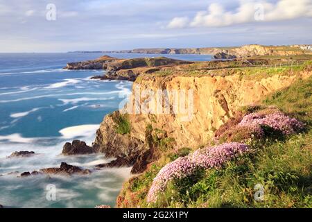 Sea thrift captured from the South West Coast Path at Newquay in Cornwall with Porth Island in the distance. Stock Photo