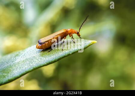 Common Red Soldier Beetle on Top of Olive Leaf. Macro Photo of Animal Walking on Olive Plant. Stock Photo