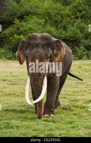 Sri Lanka, Elephant, Asian Elephant Tusker Stock Photo