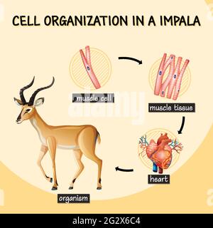 Diagram showing cell organization in a impala illustration Stock Vector