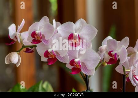 Macro abstract texture view of a branch of stunning white and rosy red phalaenopsis moth orchid flower blossoms, with defocused background Stock Photo