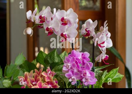 Abstract texture view of a branch of stunning white and rosy red phalaenopsis moth orchid flower blossoms, surrounded with miniature orchids Stock Photo