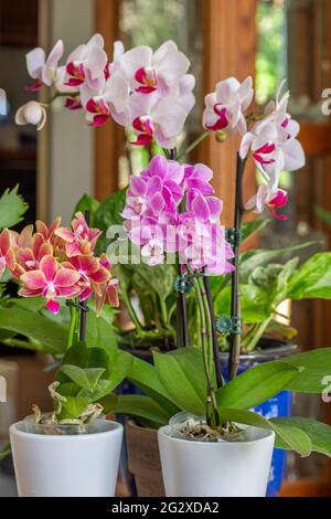 Abstract texture view of a branch of stunning white and rosy red phalaenopsis moth orchid flower blossoms, surrounded with miniature orchids Stock Photo