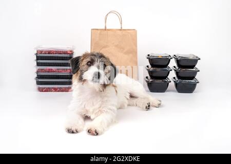 A cute Jack Russell Terrier broken puppy lies next to containers and boxes of meat on a white background. Dog food delivery concept and natural health Stock Photo