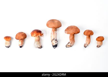 Small and large forest porcini mushrooms isolated on white background. Family concept Stock Photo