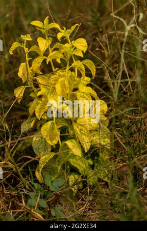 Annual mercury the wild plant and the common name is Mercurialis annua also known as Girl's Mercury and Boy's Mercury yellow decorated color leaf Stock Photo