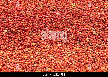 close up of red pepper background. Top view blur textures soft focus. Stock Photo