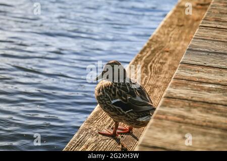 Close up of colorful male wood duck standing on plank walkway Stock Photo