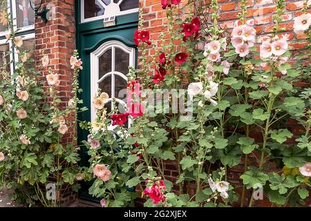 Beautiful blooming tall tree mallows (Lavatera Tree Mallow) in front of a green door in Schleswig Holm, Schleswig-Holstein, Germany Stock Photo