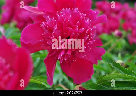 Blooming of peonies bushes in the garden in summer.Natural background copy space Stock Photo