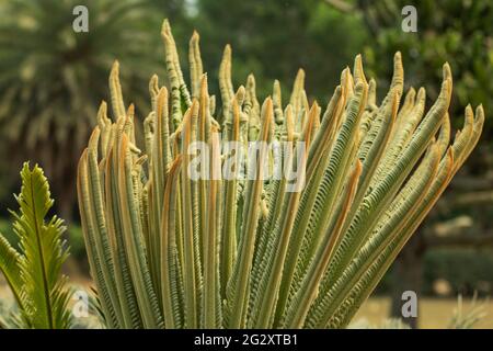 Sago palm is a native Japanese plant that belongs to the cycad family also called Cycas revoluta leaf Stock Photo