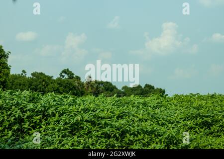 The longest and biggest jute field and behind mango tree in a village Stock Photo