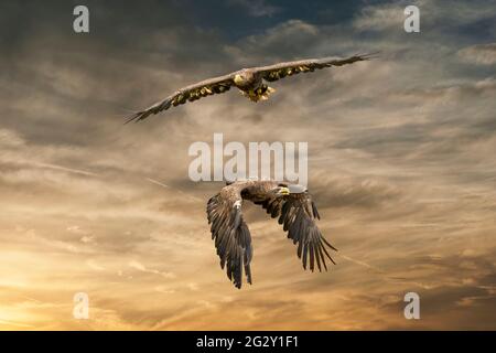 Two European sea eagles flying in a brown and yellow dramatic sky. Birds of prey in flight. Flying birds of prey during a hunt Stock Photo