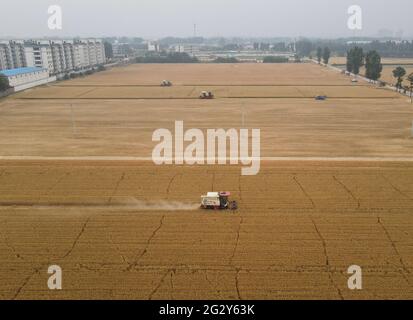 (210613) -- XINGTAI, June 13, 2021 (Xinhua) -- Aerial photo shows harvesters working in a wheat field in Nanhe District of Xingtai, north China's Hebei Province, June 9, 2021. With the summer wheat harvest underway, farmers in north China's Xingtai have been busy in the fields to reap the year's premium grains.   In Xingtai, a total of 65 farmers have joined the Jinshahe specialized cooperative that provides them with technical guidance in crop harvesting.    The cooperative will sell freshly harvested crops to a local noodle factory where staple products are made and sold to customers. (Xinhu Stock Photo