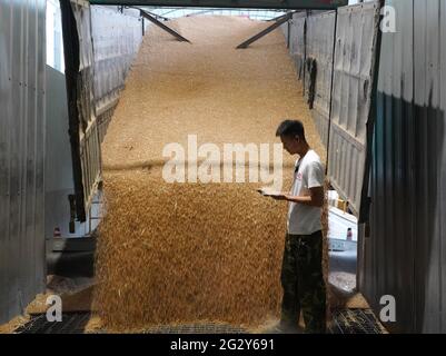 (210613) -- XINGTAI, June 13, 2021 (Xinhua) -- A staff member checks the quality of wheat grains at a local noodle factory in Xingtai, north China's Hebei Province, June 9, 2021. With the summer wheat harvest underway, farmers in north China's Xingtai have been busy in the fields to reap the year's premium grains.   In Xingtai, a total of 65 farmers have joined the Jinshahe specialized cooperative that provides them with technical guidance in crop harvesting.    The cooperative will sell freshly harvested crops to a local noodle factory where staple products are made and sold to customers. (Xi Stock Photo