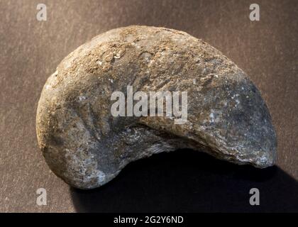 Soft bodied fossil hi-res stock photography and images - Alamy