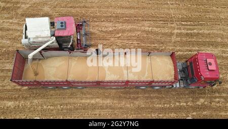 (210613) -- XINGTAI, June 13, 2021 (Xinhua) -- Aerial photo shows a harvester transferring harvested wheat onto a truck in Nanhe District of Xingtai, north China's Hebei Province, June 9, 2021. With the summer wheat harvest underway, farmers in north China's Xingtai have been busy in the fields to reap the year's premium grains.   In Xingtai, a total of 65 farmers have joined the Jinshahe specialized cooperative that provides them with technical guidance in crop harvesting.    The cooperative will sell freshly harvested crops to a local noodle factory where staple products are made and sold to Stock Photo