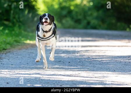 Collie Lab Mix Running Stock Photo