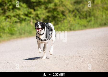 Collie Lab Mix Running Stock Photo