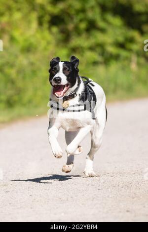 Collie Lab Mix Running Stock Photo